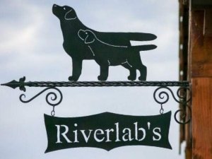 Riverlab's - chovná stanica labradorov