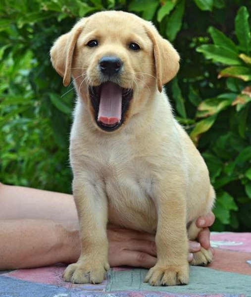 Zaniah's Chovateľská stanica labrador retriever