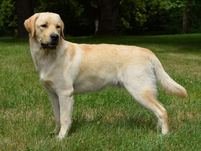 Zaniah's Chovateľská stanica labrador retriever