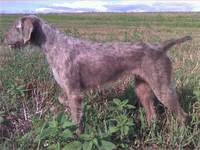 DRU - WYD - chovateľská stanica slovenský hrubosrstý stavač