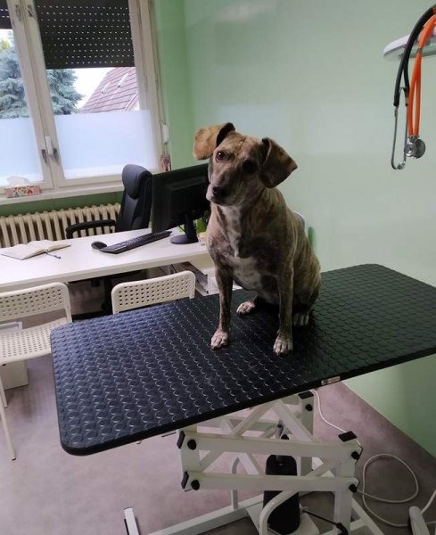 Wild Wild Vet - veterinárna ambulancia