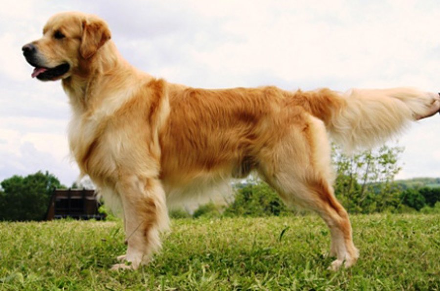 Angel of the Dreams - golden retriever kennel