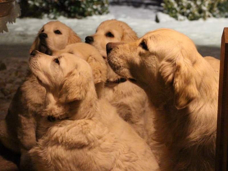 Aureus Venator - kennel Golden retrievers