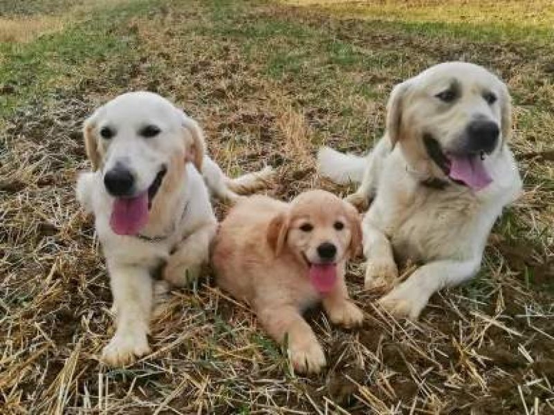 Canis Karpaty - chovná stanica zlatých retrieverov