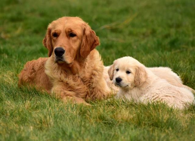 Canis Regnum - Golden retriever kennel