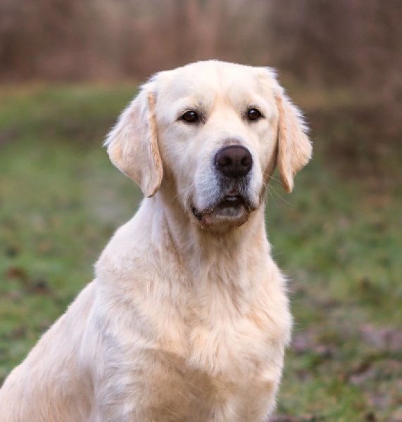 Canis Regnum - Golden retriever kennel