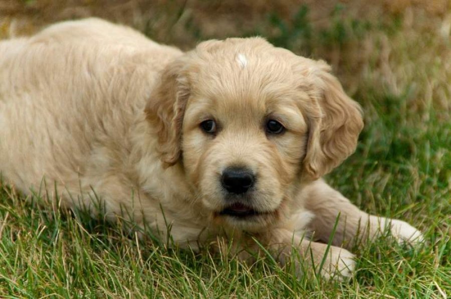 Golden Velvet Ears - chovateľská stanica zlatých retrieverov