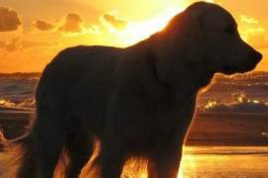 Slnko Unína - chovná stanica zlatých retrieverov