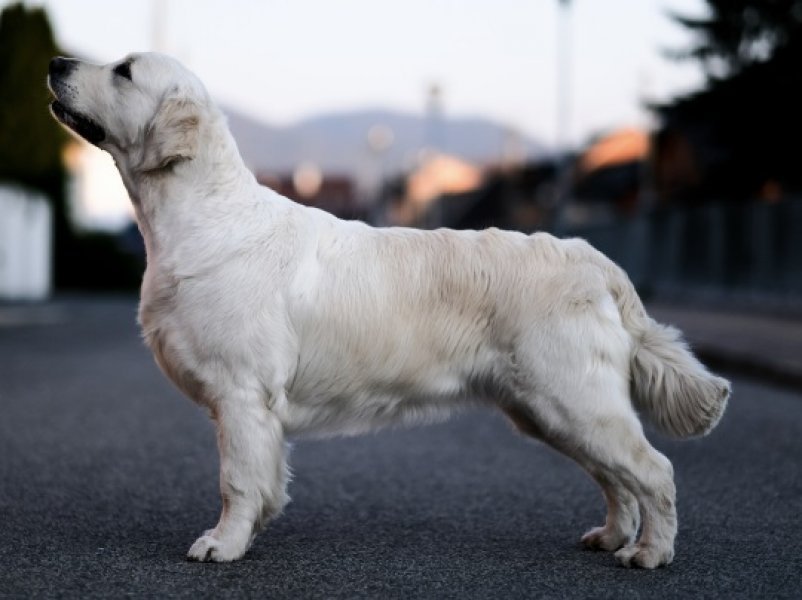 Dagchells - golden retrievers kennel