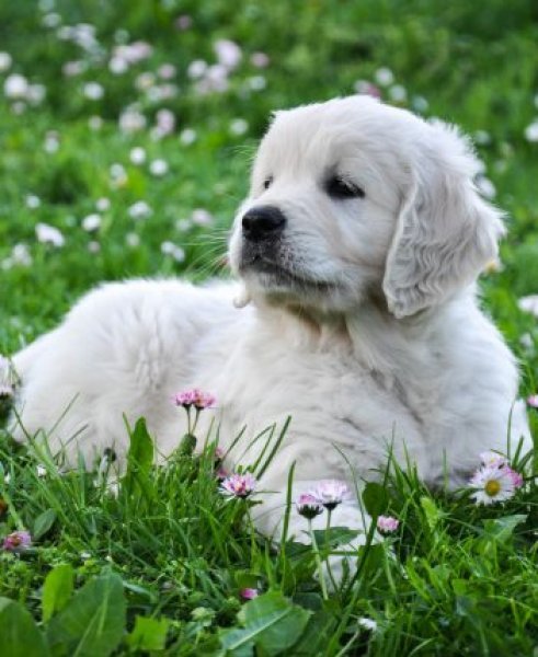 Dagchells - golden retrievers kennel