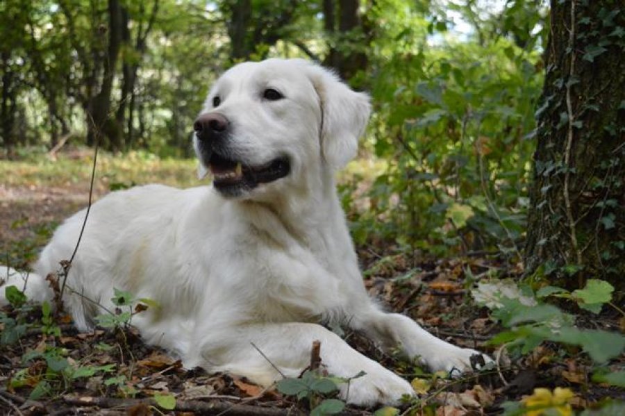 FLUMEN Chovateľská stanica zlatých retrieverov