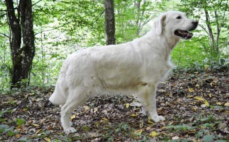 FLUMEN Chovateľská stanica zlatých retrieverov