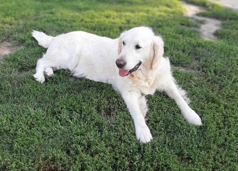 Gold in My Heart - Golden retriever kennel