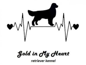 Gold in My Heart - Golden retriever kennel