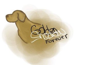 Golden Shadow Forever - chovná stanica zlatých retrieverov
