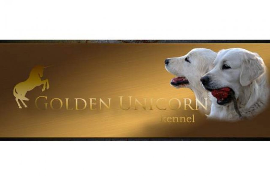 Golden Unicorn - golden retriever kennel