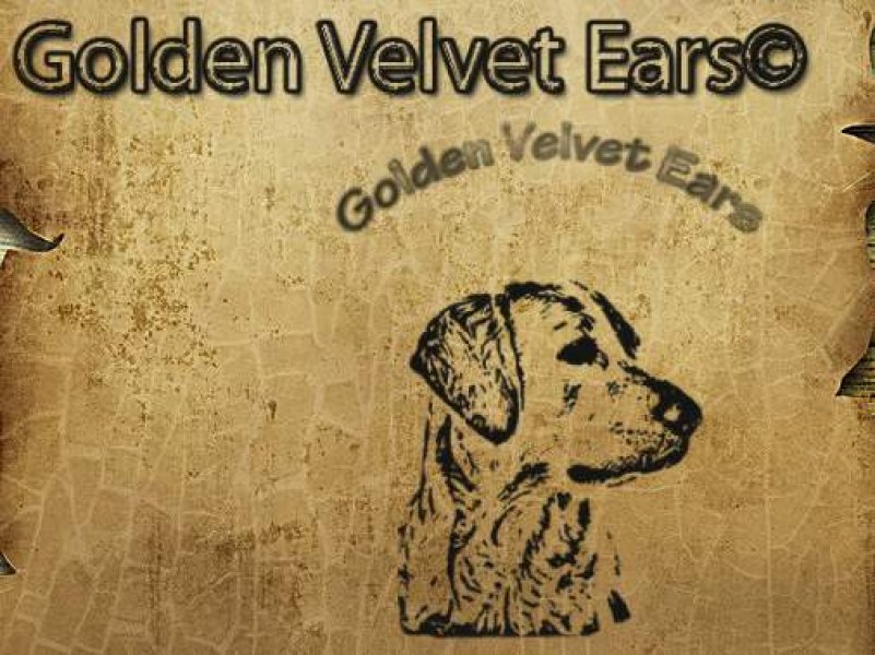 Golden Velvet Ears - chovateľská stanica zlatých retrieverov