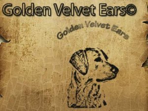 Golden Velvet Ears - chovateľská stanica zlatých retrieverov