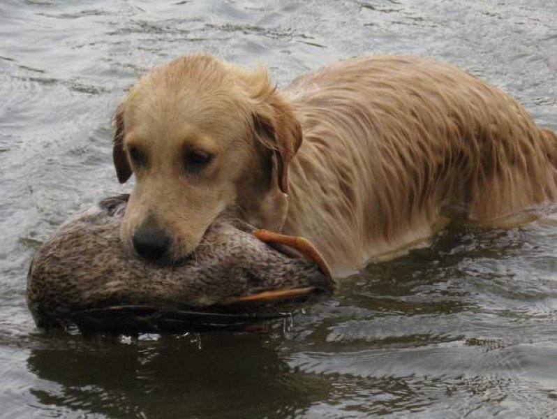 Sun Shine Shamwari - Golden retriever kennel