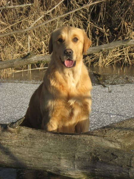 Sun Shine Shamwari - Golden retriever kennel