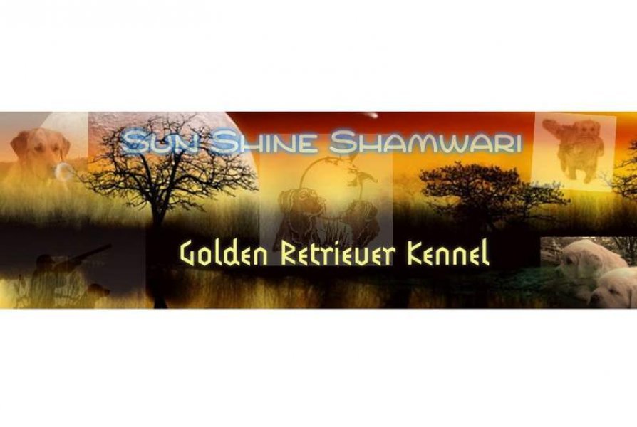 Sun Shine Shamwari - Golden retriever kennel