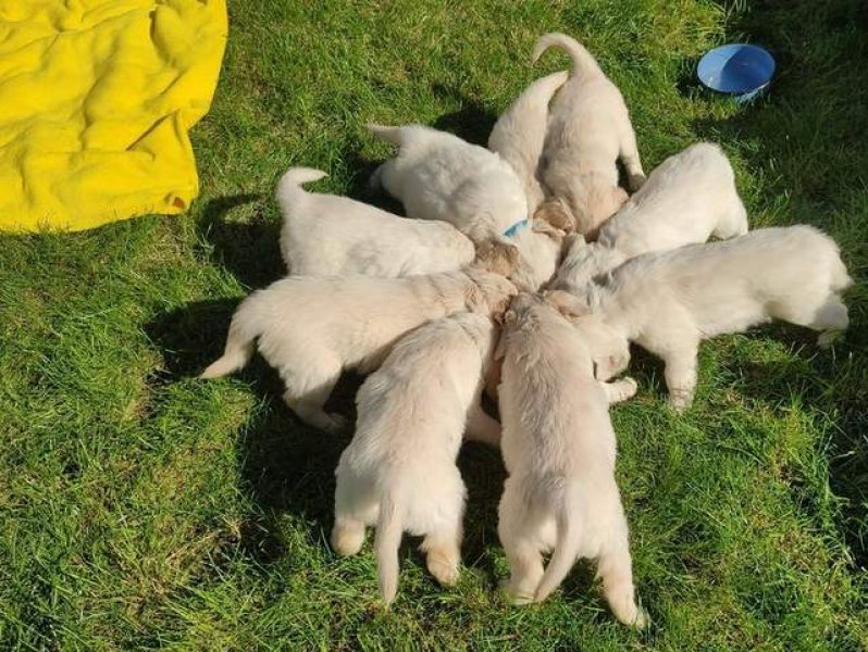Victoria aurea in corde - Golden retriever kennel
