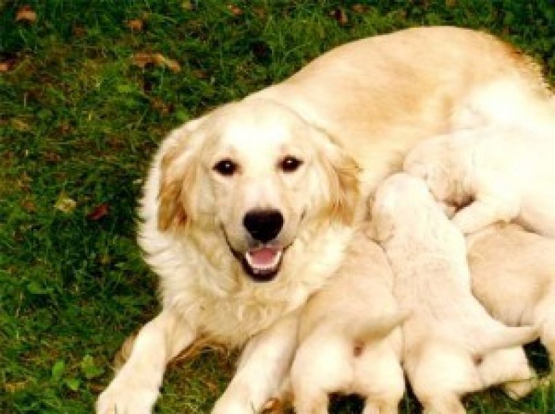 Zlabern - chovná stanica zlatých retrieverov