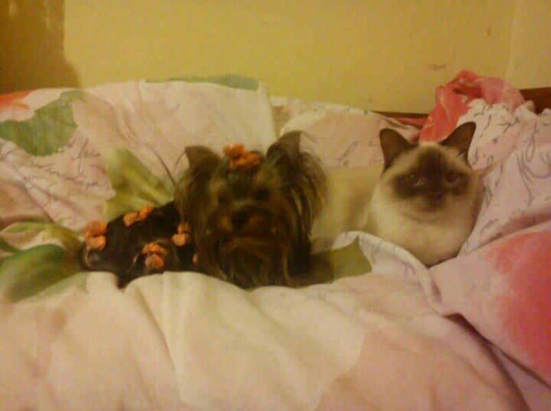 Von Rodos / u Rodosa