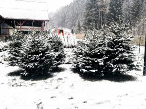 Živé vianočné stromčeky