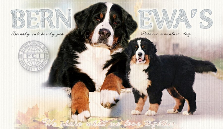 BernEwa´s FCI kennel