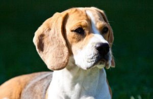 Beagle Of Ambaland