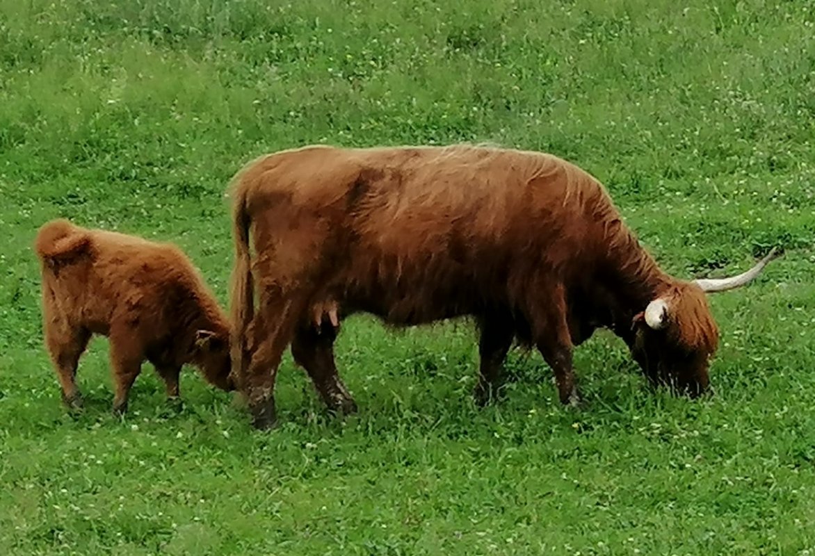 Zdravá samica privedie na svet zdravé mláďa