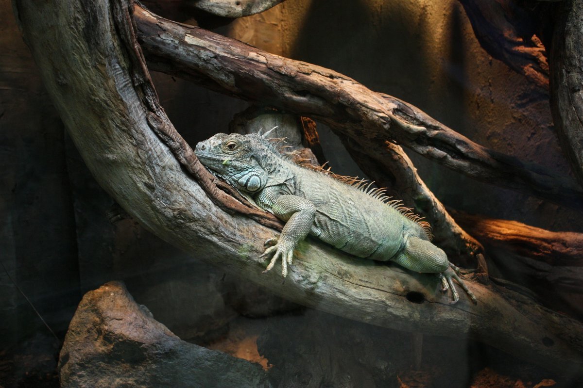 Iguana iguana leguán zelený