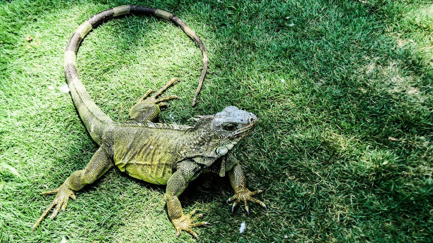 Iguana Iguana na tráve