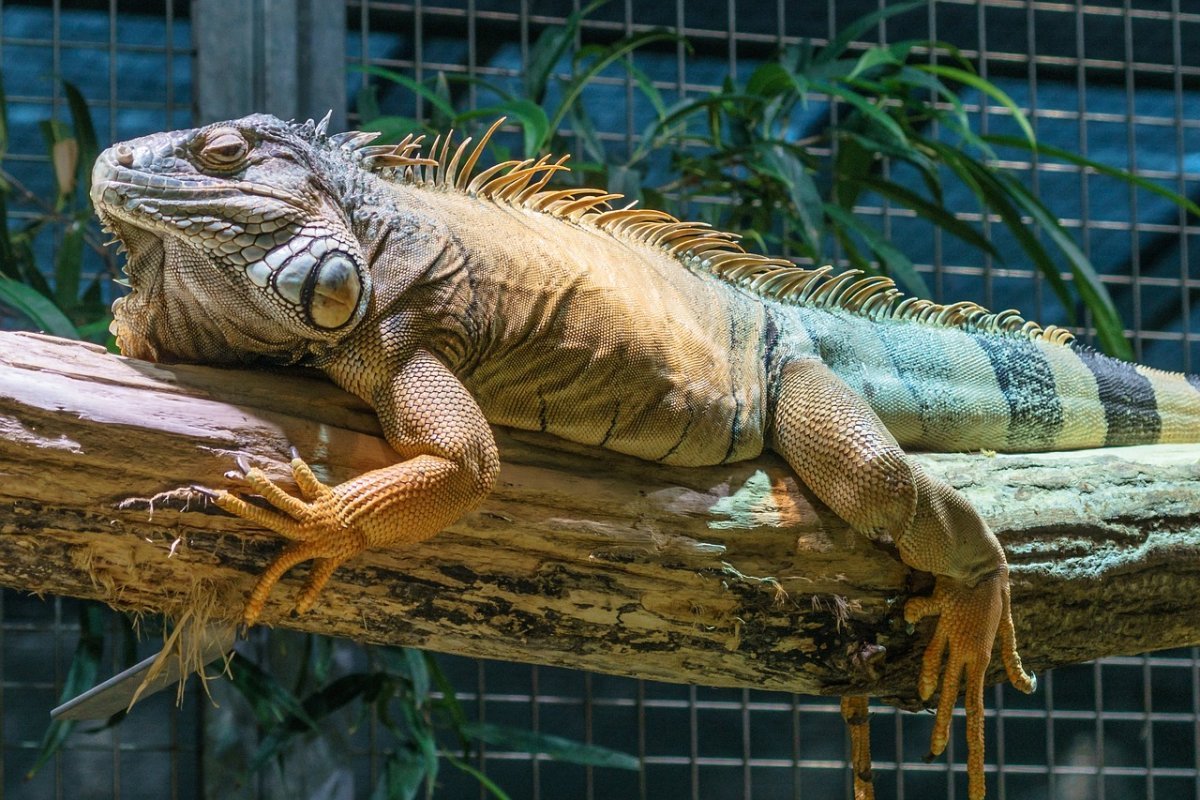 Iguana Iguana Leguán zelený