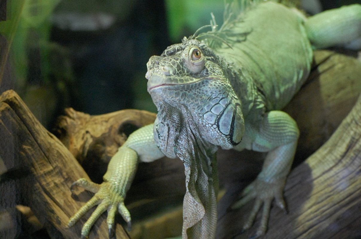 Leguán zelený - Iguana Iguana
