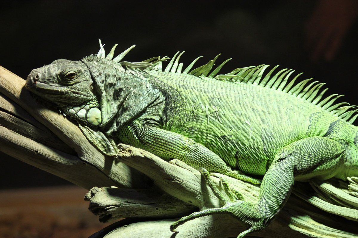 Leguán zelený Iguana Iguana