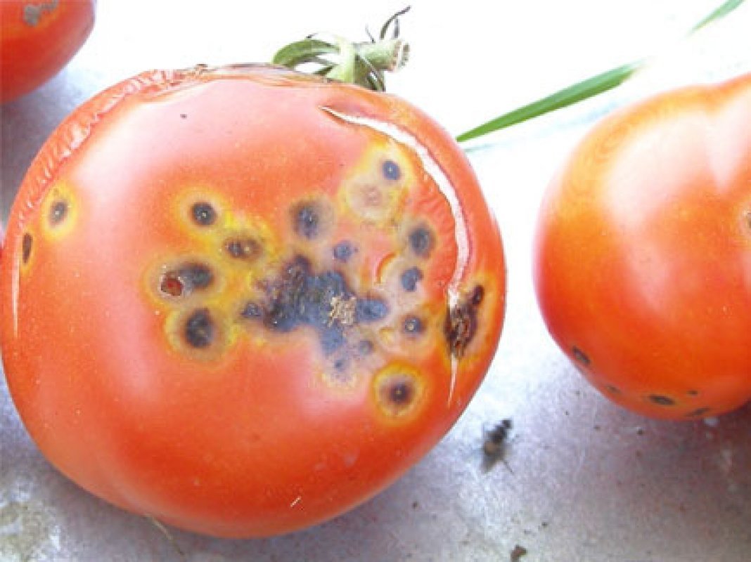 Baktériálna škvrnitosť rajčiakov
