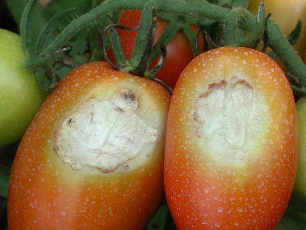 Slnečný úpal paradajok
