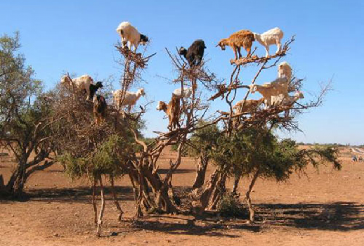 Kozy na strome