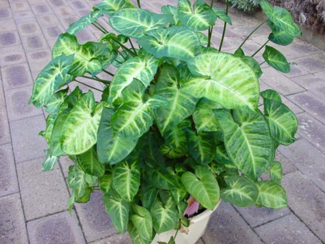 Syngonium podophyllum