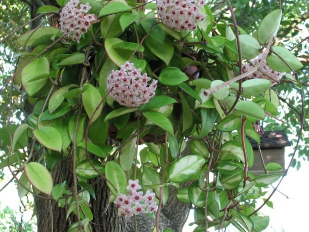 Voskovka - hoja vosková (Hoya carnosa)