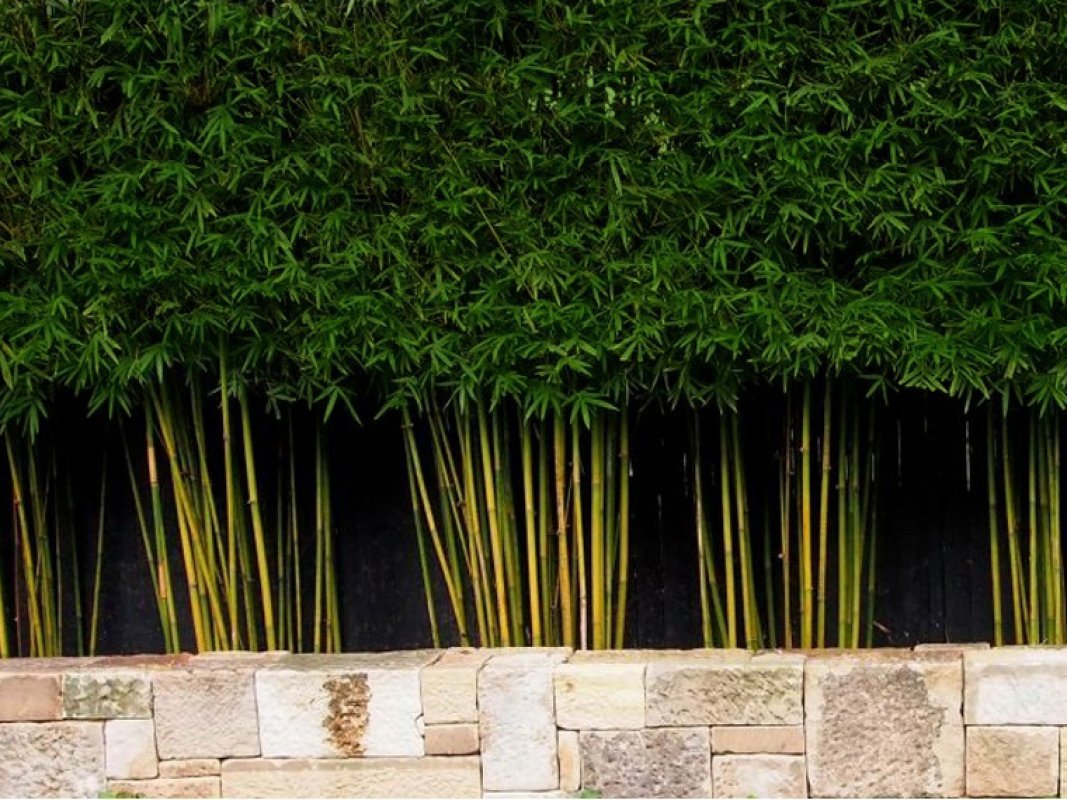 živý plot z bambusu