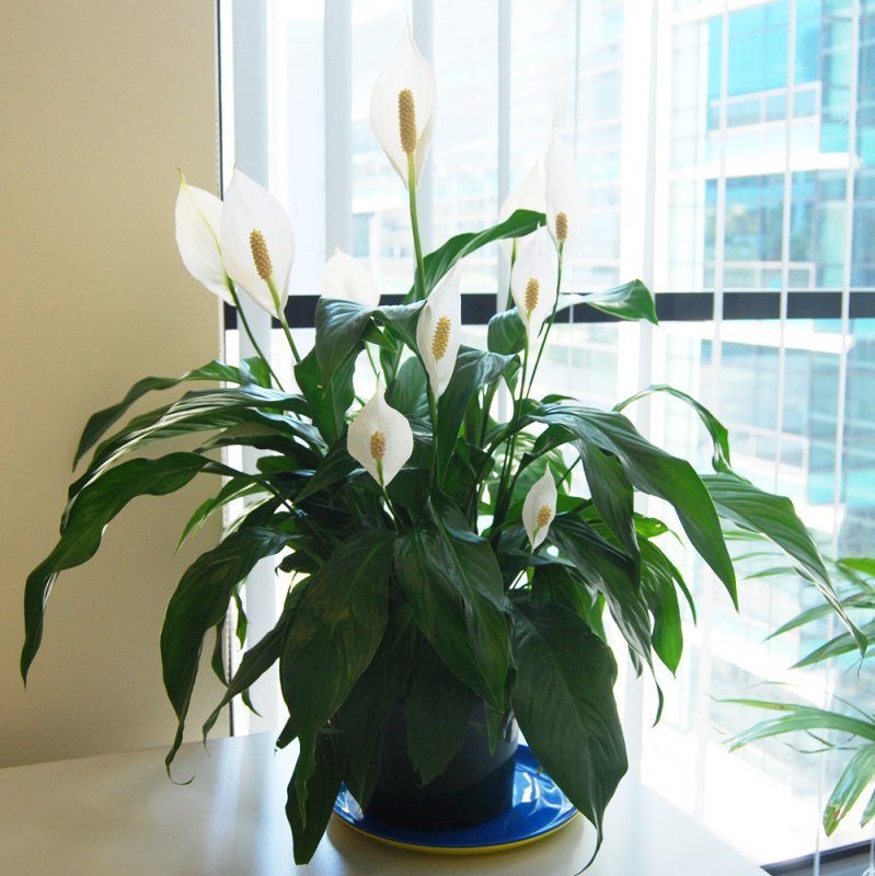 spathiphyllum lopatkovec