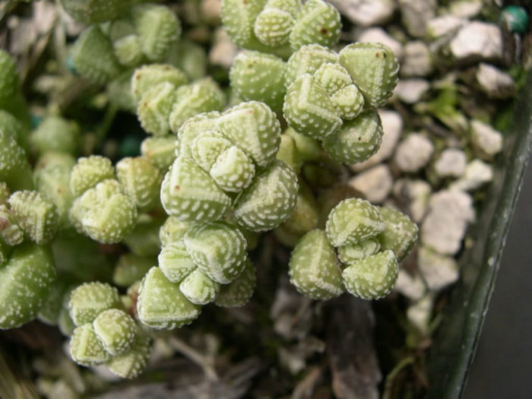 pestovanie crassula