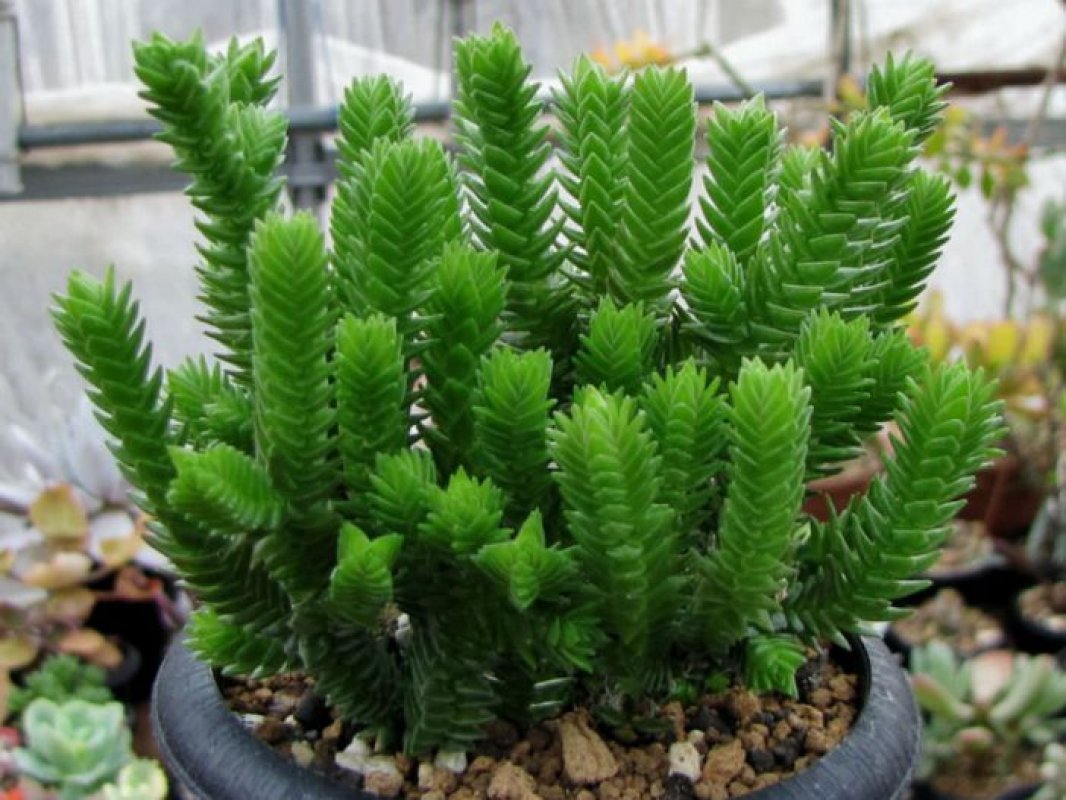 starostlivosť o crassula ovata