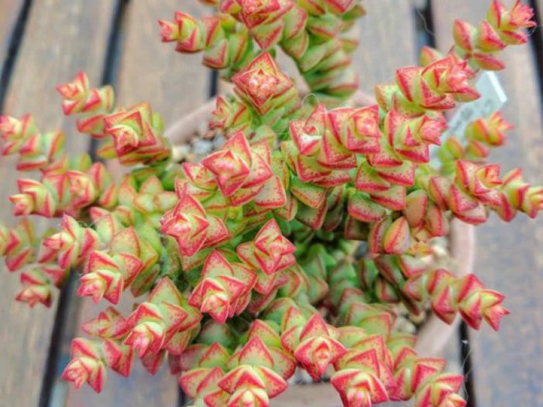 rastlina crassula