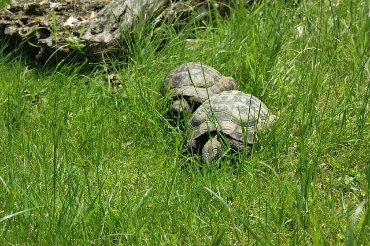 suchozemské korytnačky vo výbehu