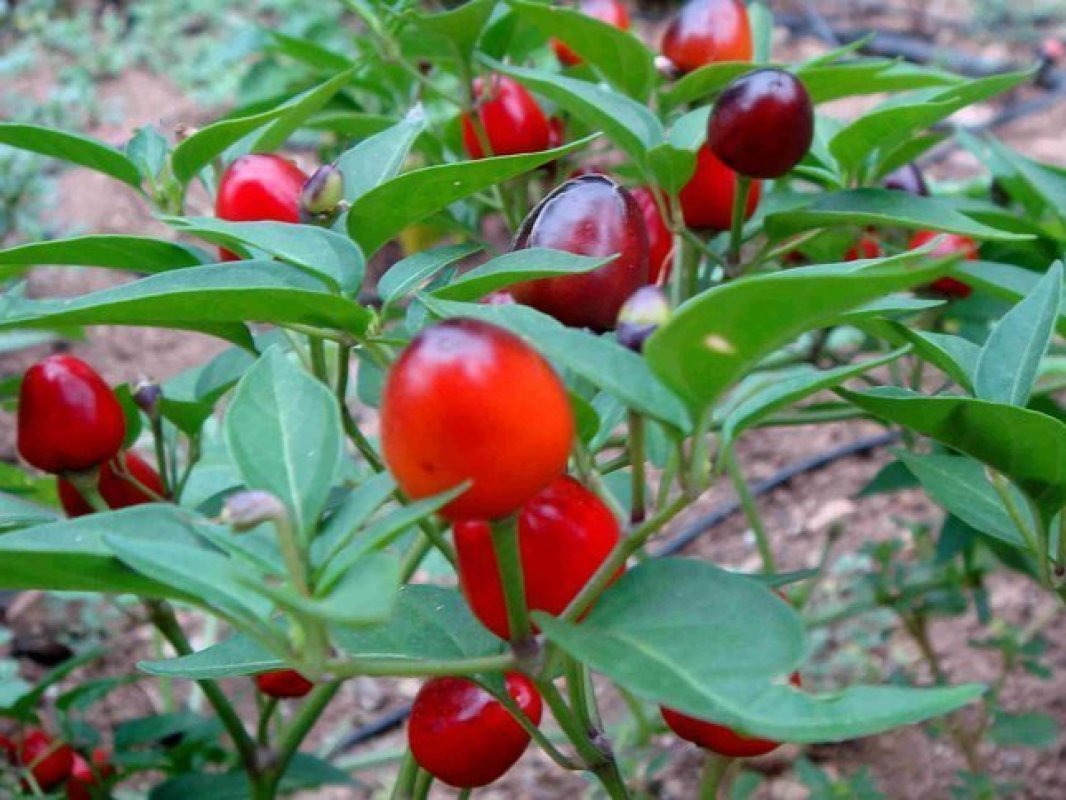 chilli papričky odrody