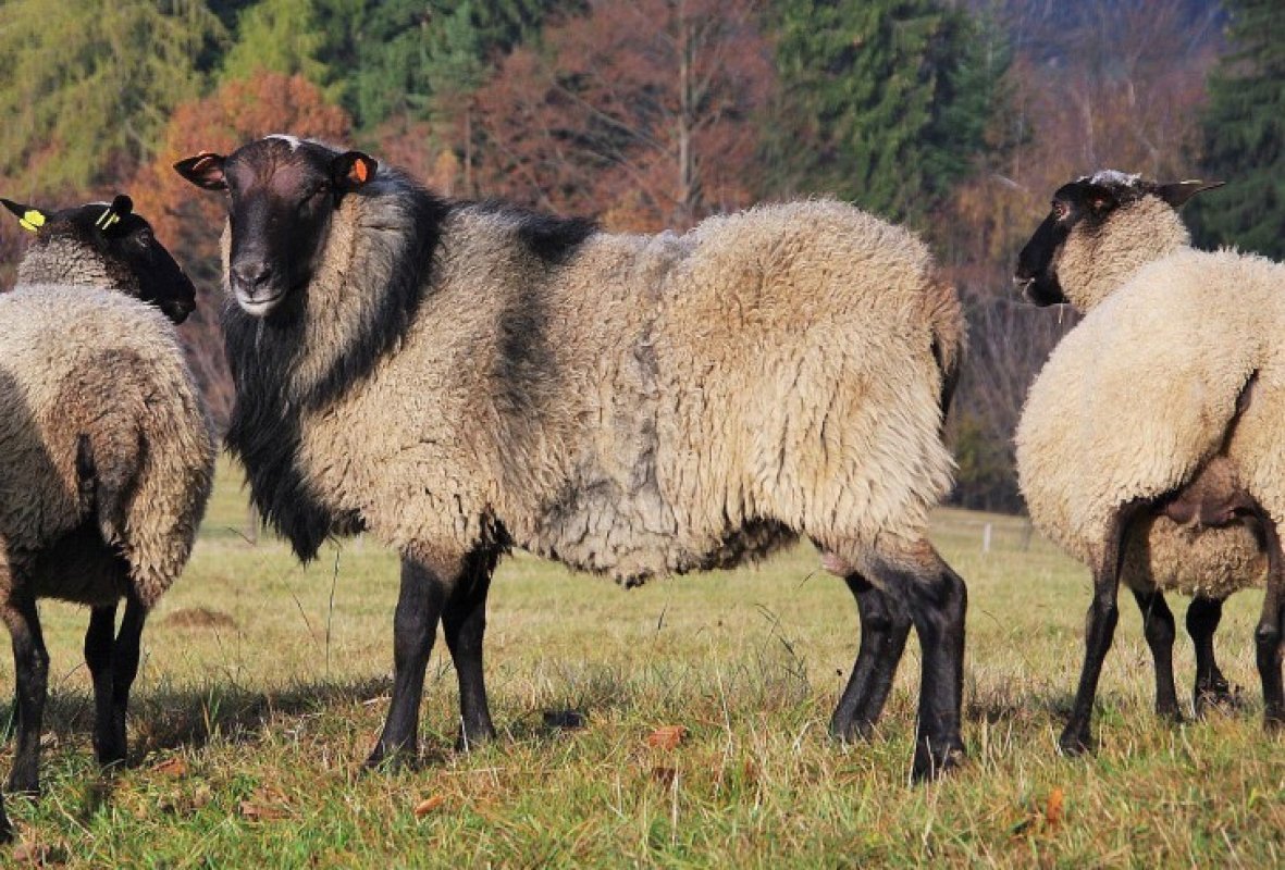 Romanovské ovce chov